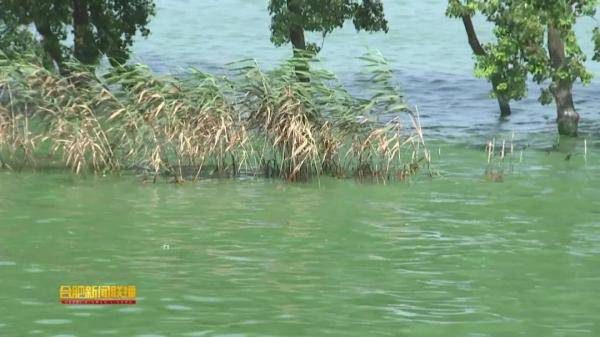 包河区|合肥宣布！全面打响清除巢湖蓝藻攻坚战！