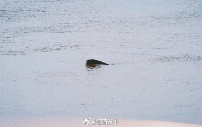 江西省|长江彭泽段现江豚迎浪嬉戏