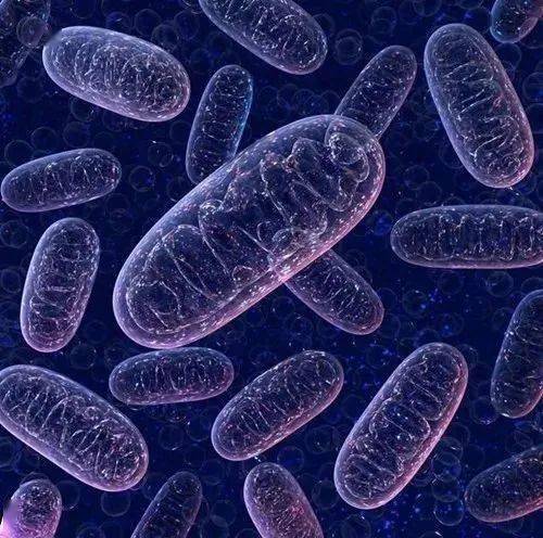 发病|啥是“线粒体病”