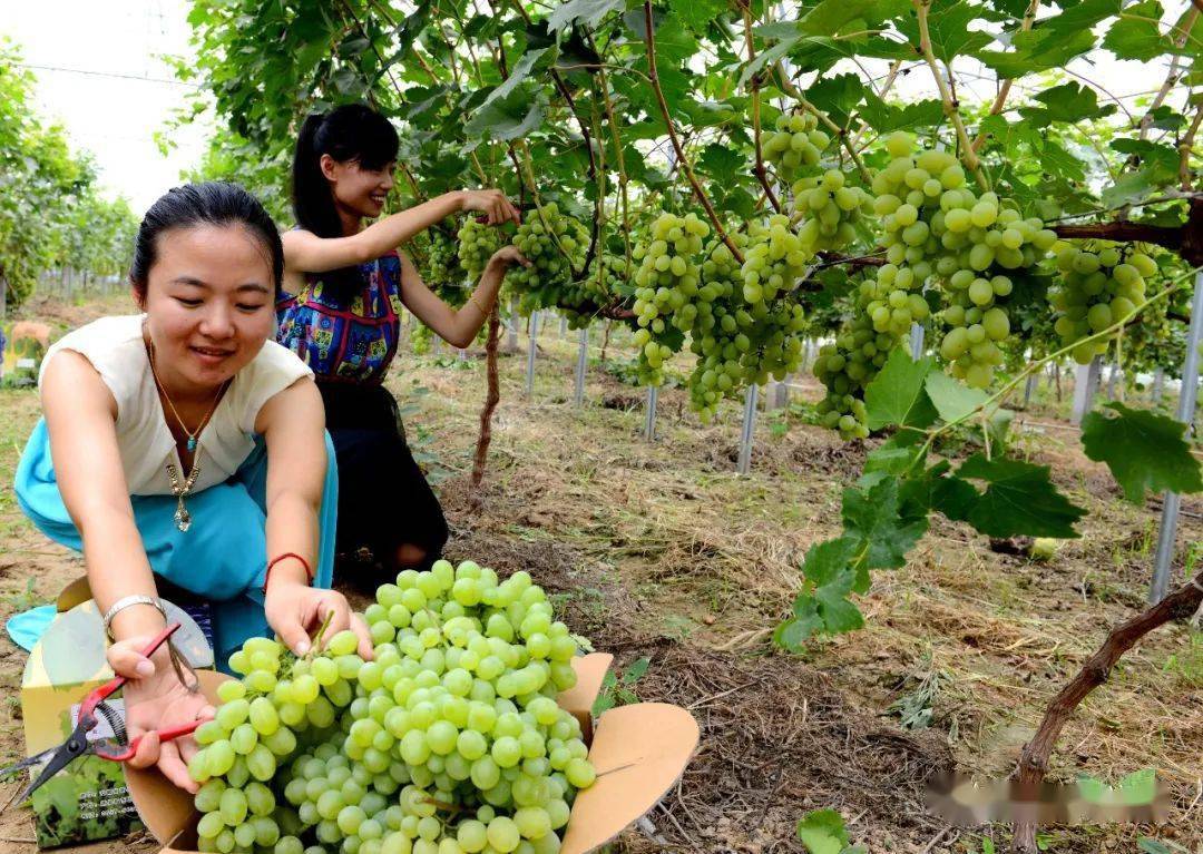 8月16日:萧县葡萄文化节盛大开幕!皇藏峪门票等精美纪念品送送送不停.