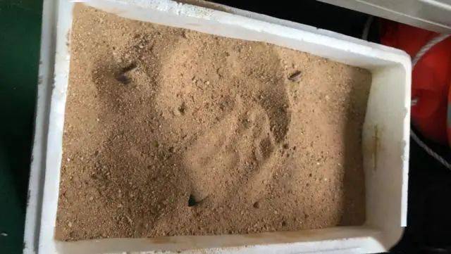 父亲|吓破胆！男子整理父亲遗物竟翻出两枚手榴弹