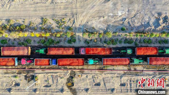 年磊|新疆博湖县1.55万亩“订单”番茄进入采收期