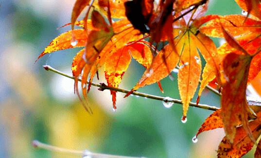 张爱玲|夜读｜立秋日，跟张爱玲一起共赏秋雨
