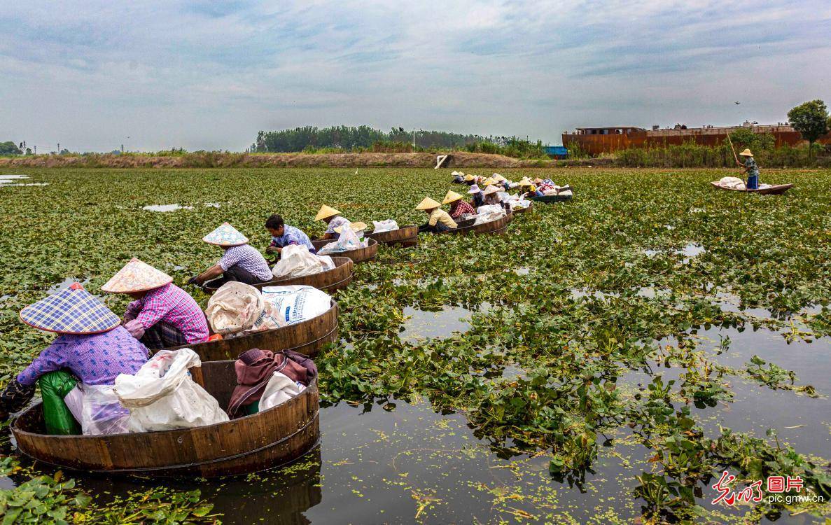 姜堰|江苏泰州：水乡采菱忙