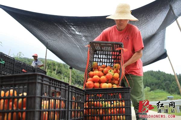 尚引|通道：激活高山资源 打通致富新路