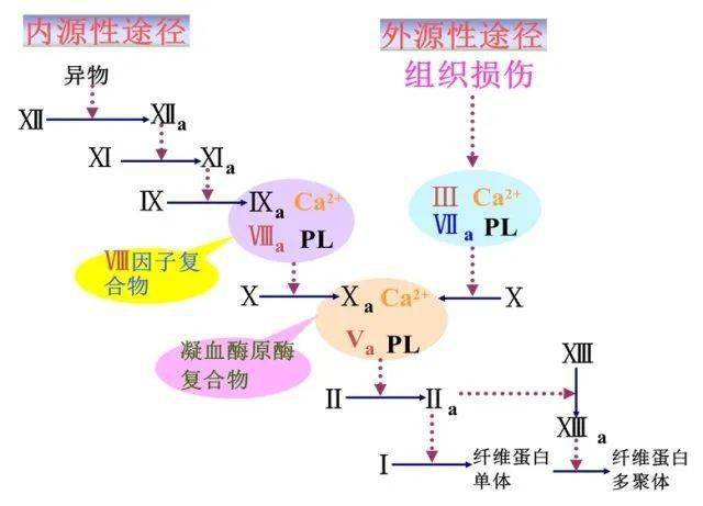 凝血过程示意图(图片源于网络)