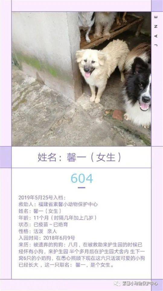 狗狗|流浪狗狗助养计划 | 素馨小动保护生园基地动物小档案(584-611)共10只