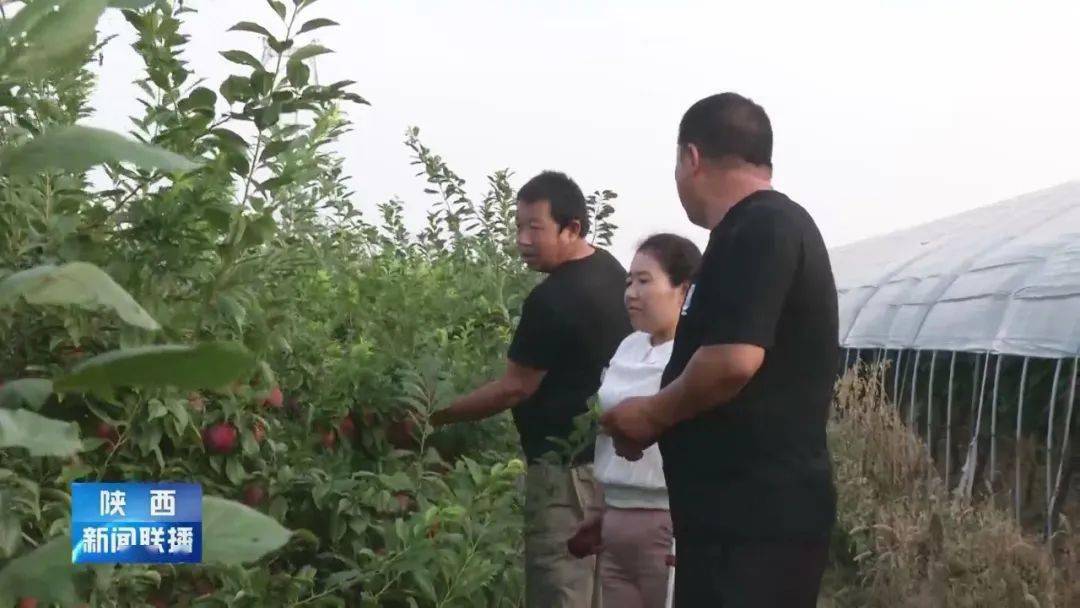 马宁|从卖水果到卖品牌 这位农家女唱响了线上销售经