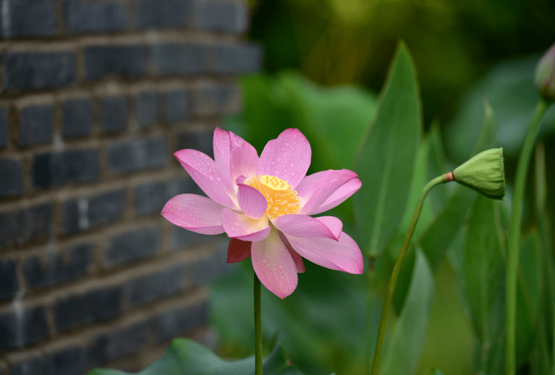 【摄影】佛之莲,真的太美了!_莲花