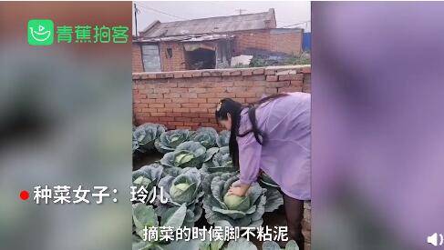 青蕉|神奇！女子在院子里砖头缝中种瓜果蔬菜长势喜人