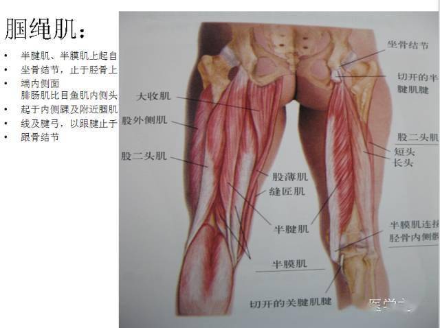 全身肌肉解剖图谱汇总