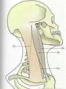 常见的肌筋失衡汇总(颈肩上背)