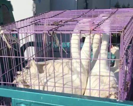 陈阳|暖心！7旬大爷卖鹅违章被拦，交警这个举动引网友狂赞！