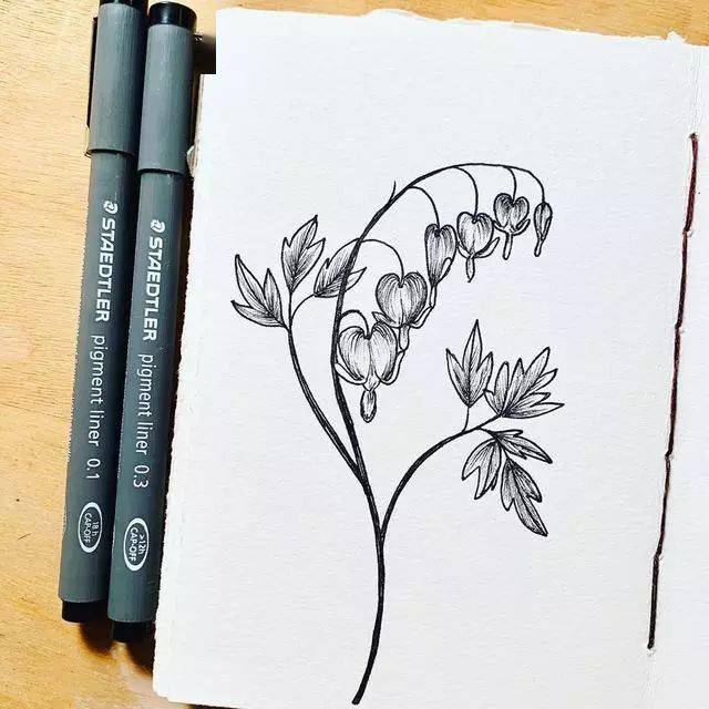 植物花卉手绘线描画 实物与作品做对比 学着画更省力