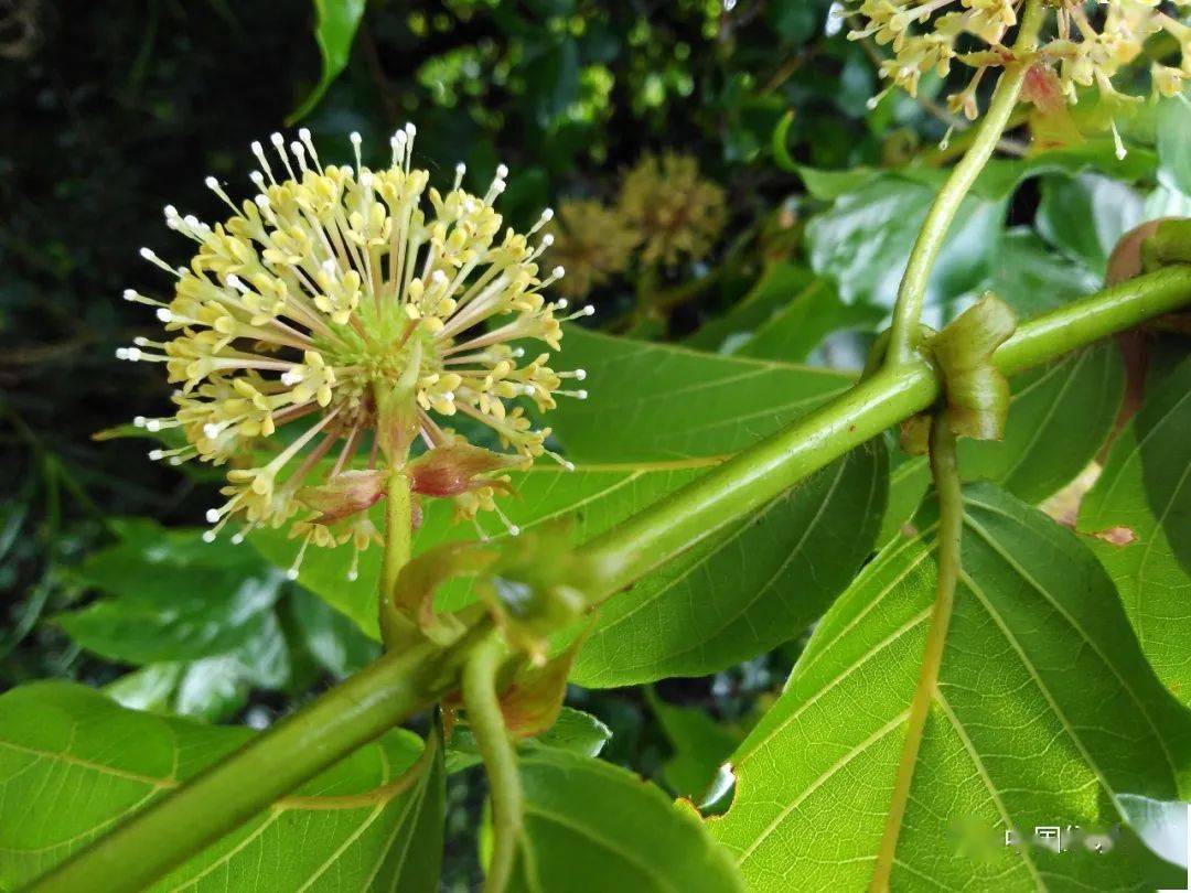 绿会研究室提交《国家重点保护野生植物名录(征求意见