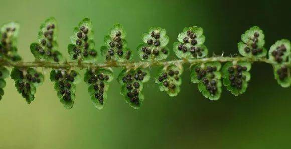 蕨类植物靠孢子繁殖