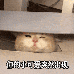 你的小可爱突然出现小宝贝我来了(喵星人动态表情包)来 亲一个(喵星人