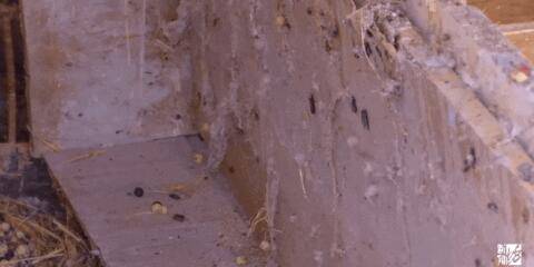 元凶|头皮发麻！上海一小区下起“蟑螂雨”，居民一晚上看到几千只蟑螂，元凶竟然是它