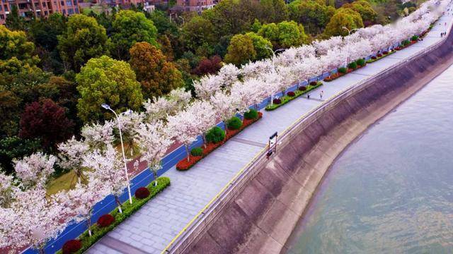 杭州这条网红"路,引发全省关注!_钱塘