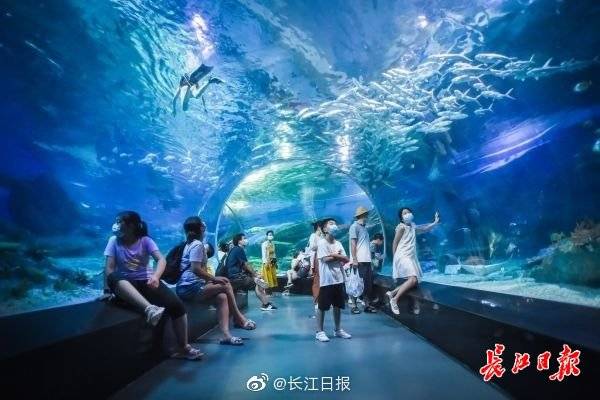 游客|打卡武汉海昌极地海洋公园