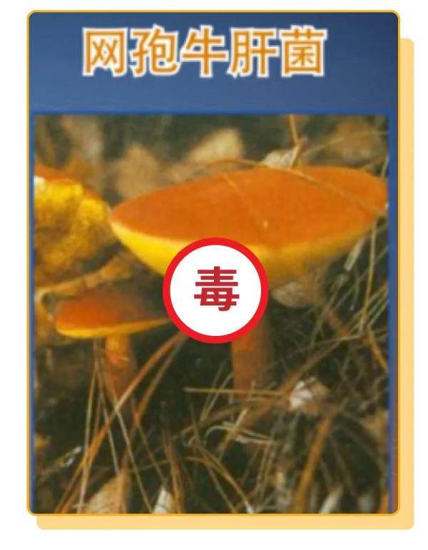 杨维涵|云南人吃菌等级考试