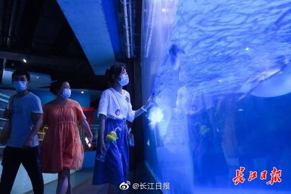游客|打卡武汉海昌极地海洋公园