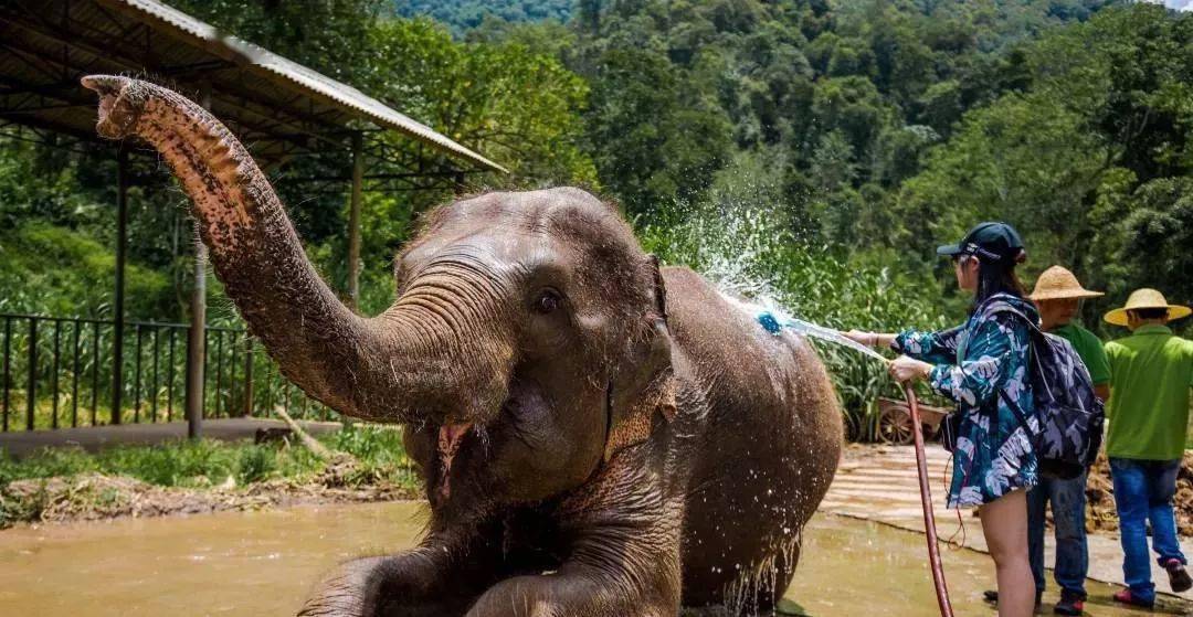 热带雨林|还好吃!【逛吃】西双版纳不仅美