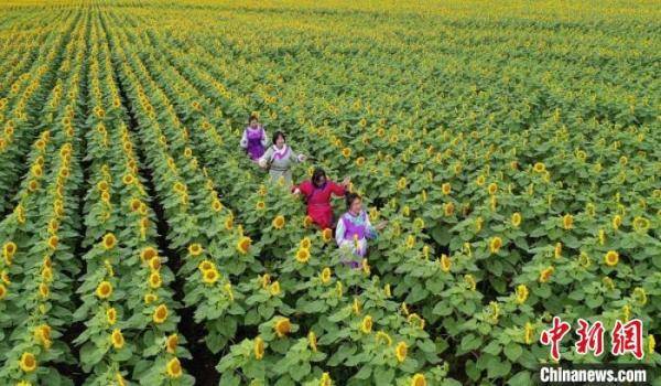 项目|中国边城黑河万亩金葵花变农民致富“金银袋”