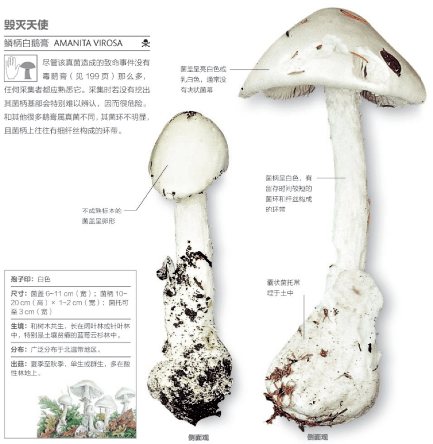 辣红菇,又比如著名的icu菇大青褶伞和外号"毁灭天使"的鳞柄白鹅膏