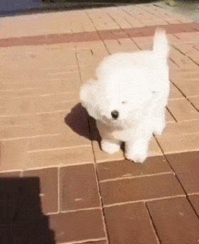 大风|当大风天你去遛狗时