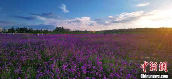 生态|兰州新区覆绿改善小气候 修复生态打造“陇中平原”