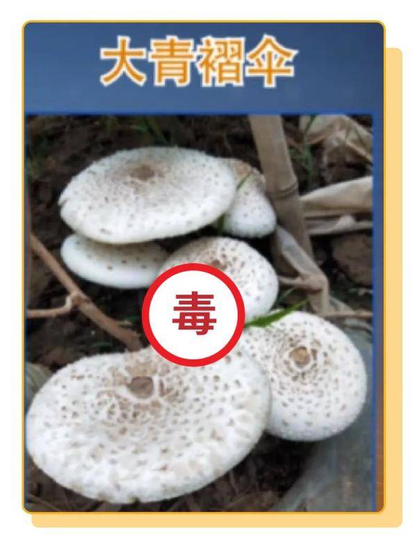 杨维涵|云南人吃菌等级考试