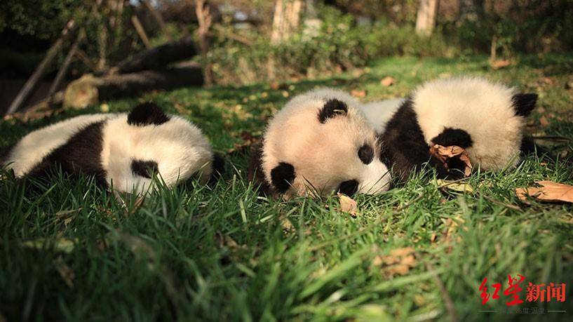 熊猫基地|迎成都大运会倒计时一周年，谁是“真蓉宝”？成都熊猫基地喊你快来参与全球票选