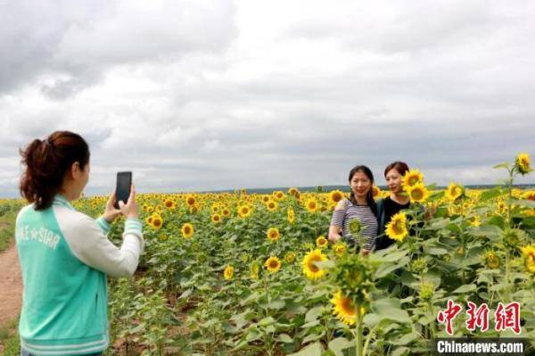 项目|中国边城黑河万亩金葵花变农民致富“金银袋”