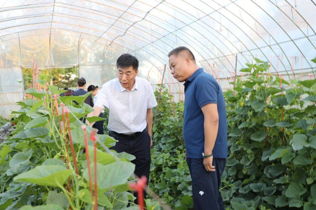 刘维宽,韩秀琴在忠仁镇建边村水稻育秧大棚二次利用基地调研大棚经济