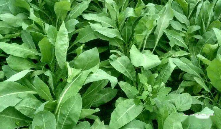 头发|大写的服！热巴居然连一根细小的发丝都不放过...