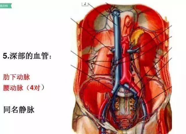 腰部的层次图解