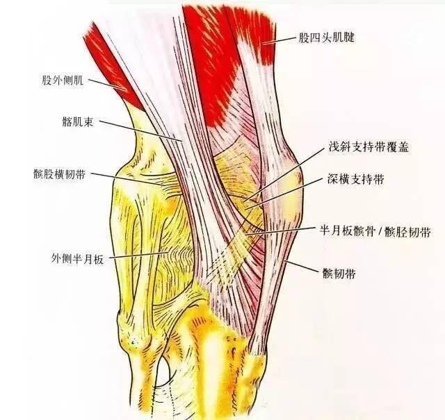 膝关节解剖-膝关节的四面观-搜狐大视野-搜狐新闻