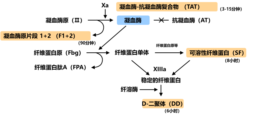 极短,因此hiscl采用检测凝血酶-抗凝血酶复合物来反应凝血酶的活化