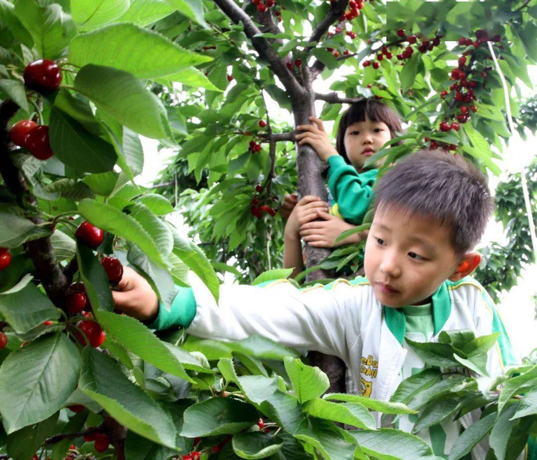 沂源大樱桃采摘节
