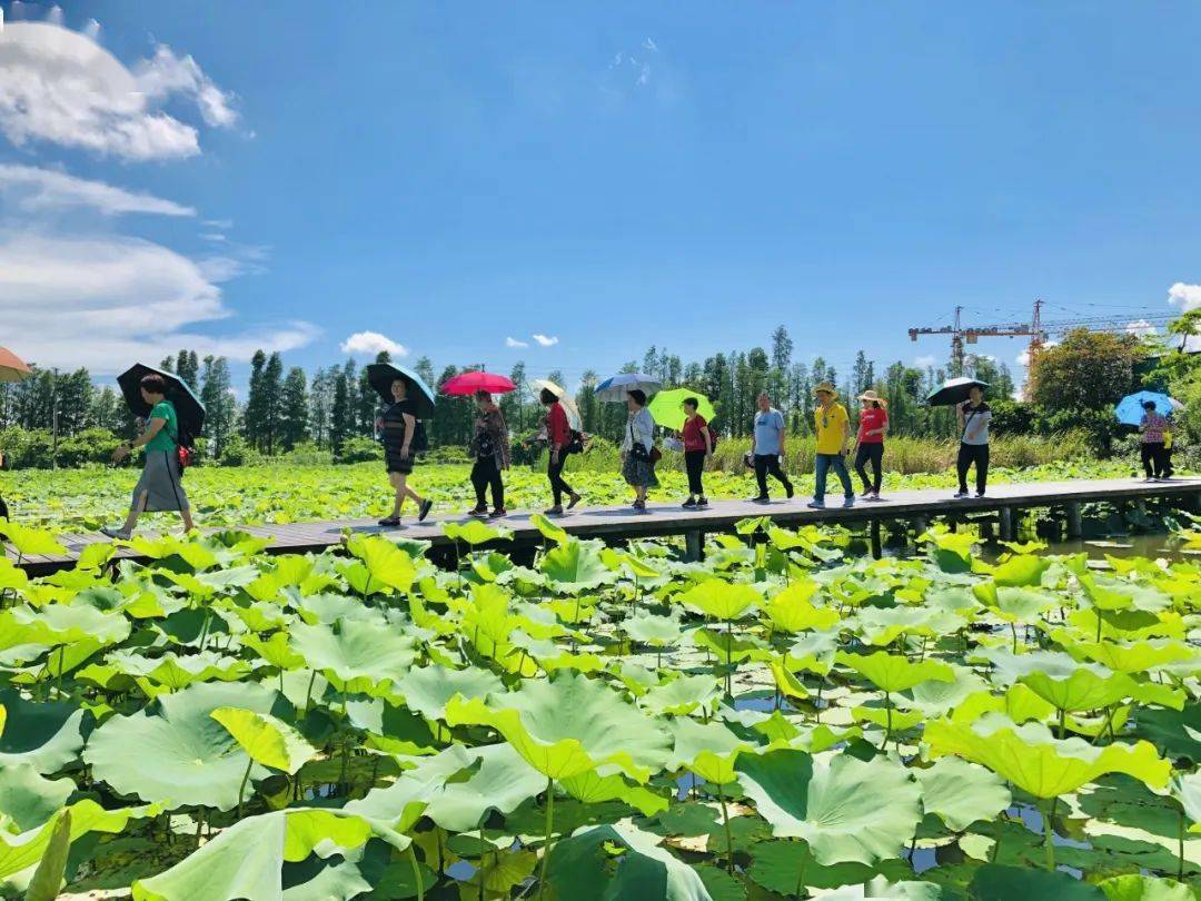 珠海市石龙村人口_孟关乡石龙村