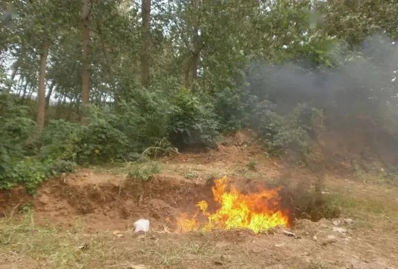 泗县山头镇一养殖场遭龙卷风袭击,数百头猪死亡!