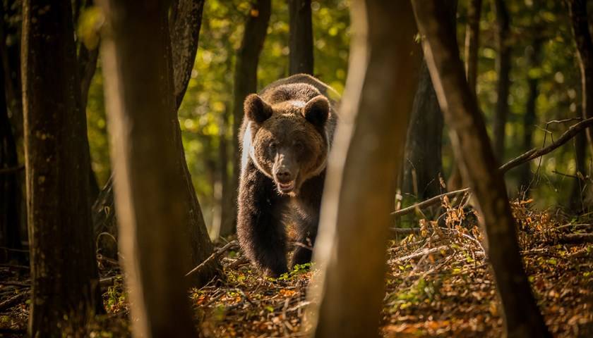 袭击|地方新闻精选 | 青海5名枸杞采摘工人遭3只棕熊袭击 广东被狗绳绊倒身亡老人已出殡
