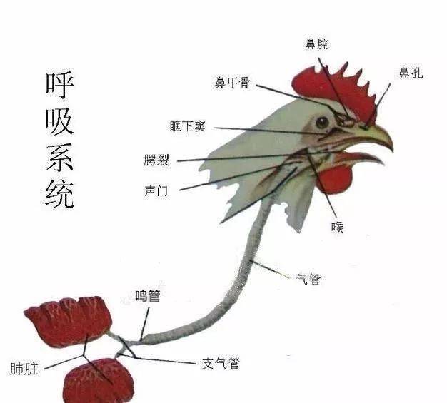 收藏丨通俗易懂鸡的解剖步骤,一定要学会!