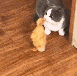 0ac776e8e3b947f9852d6541f78e1c9f.gif