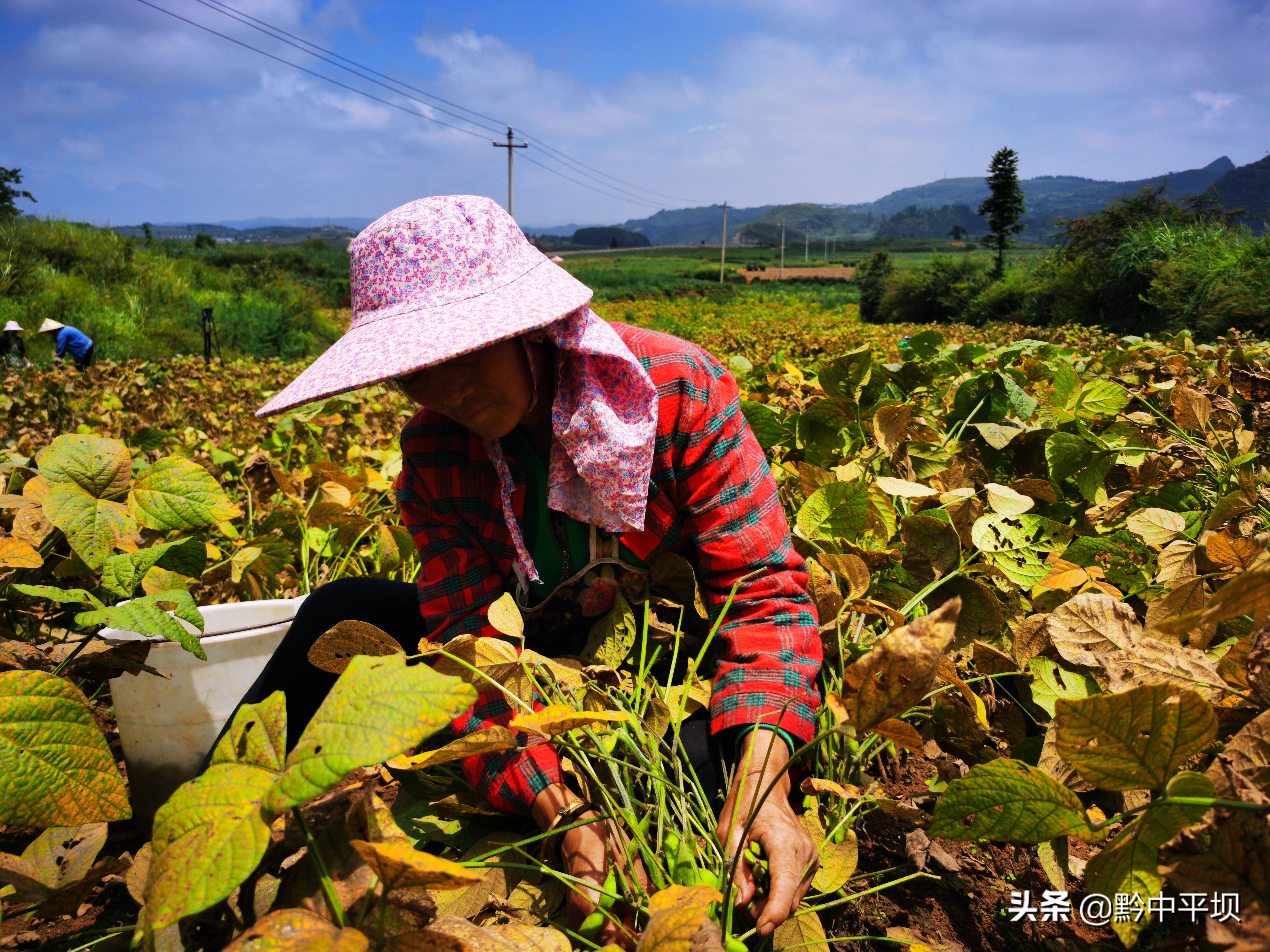 平坝区:调结构发展毛豆种植 5000多亩 喜获丰收