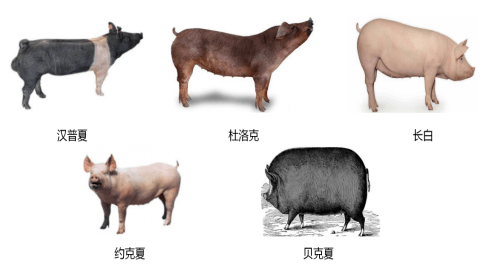 美国生猪养殖主要品种