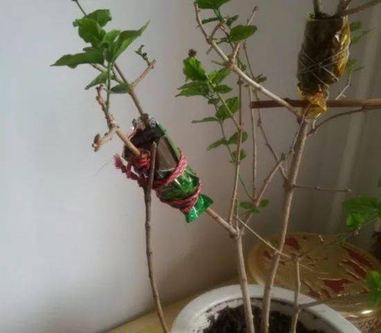 月季,石榴,无花果,栀子,桂花,腊梅,结香,迎春等等都可用压条繁殖方法