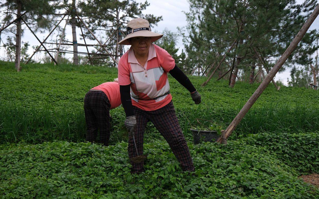 通州|北京郊区绿了起来 通州怀柔密云年底将实现创森目标