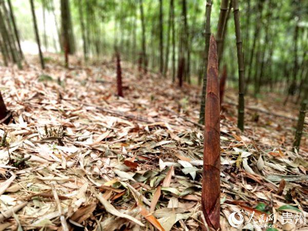贵州桐梓首批大娄山方竹笋出山02直飞上海盒马鲜生超市